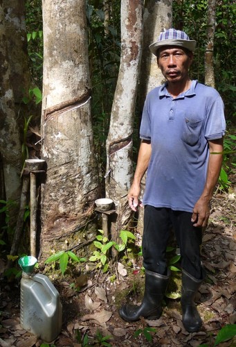 Jampie collecting rubber © Ley and Neil Langford